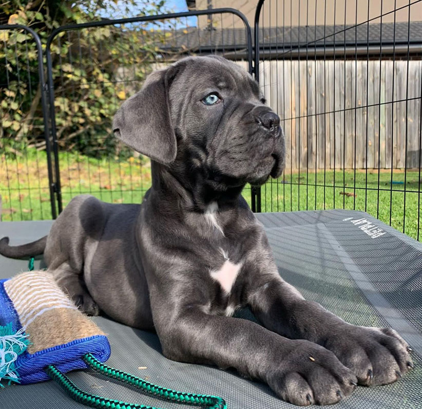 Cane Corso Puppy