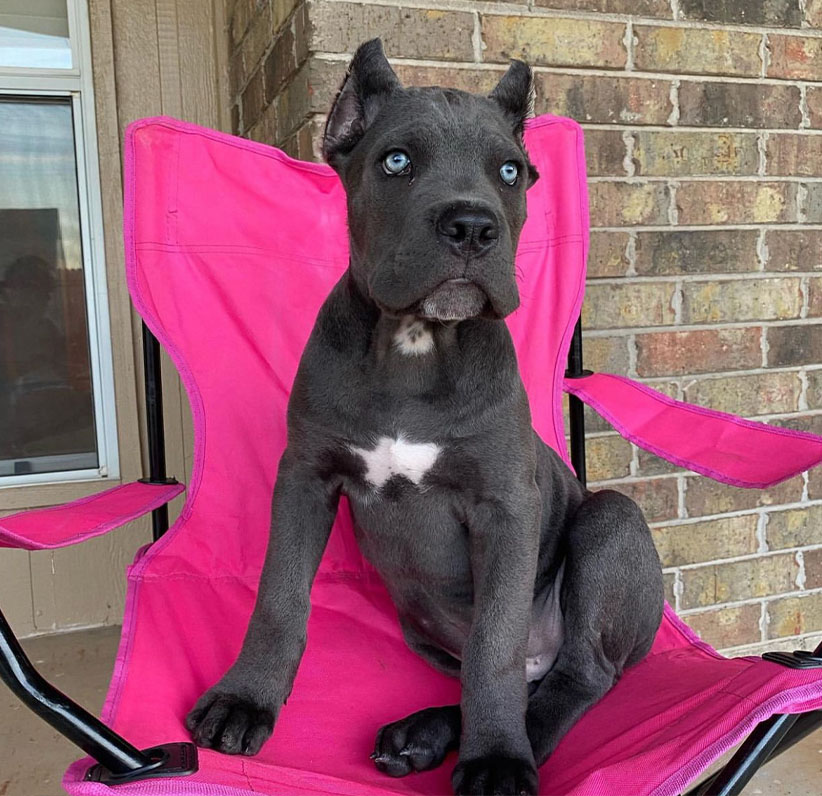 Cane Corso Puppy