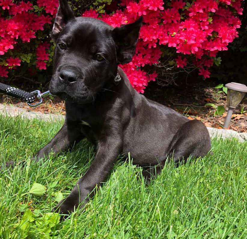 Cane Corso Puppy