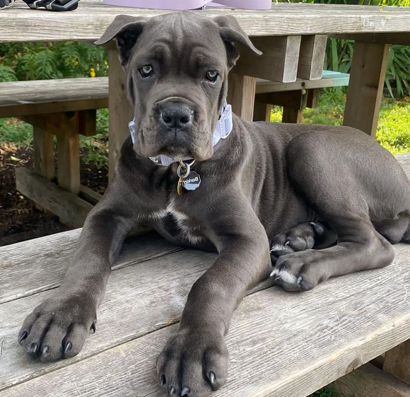 Cane Corso Puppy