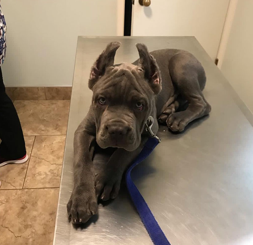 Cane Corso Puppy