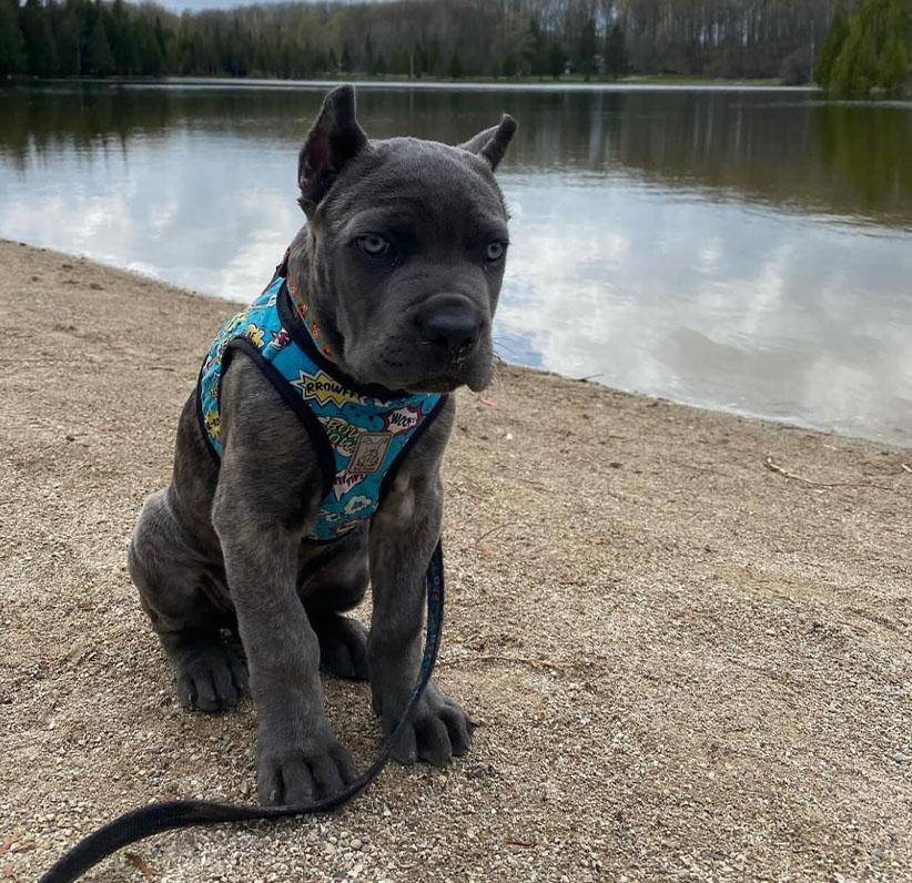 Cane Corso Puppy