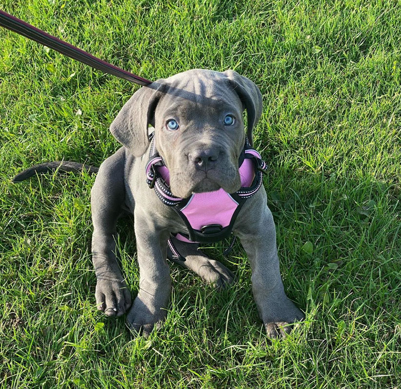 Cane Corso Puppy