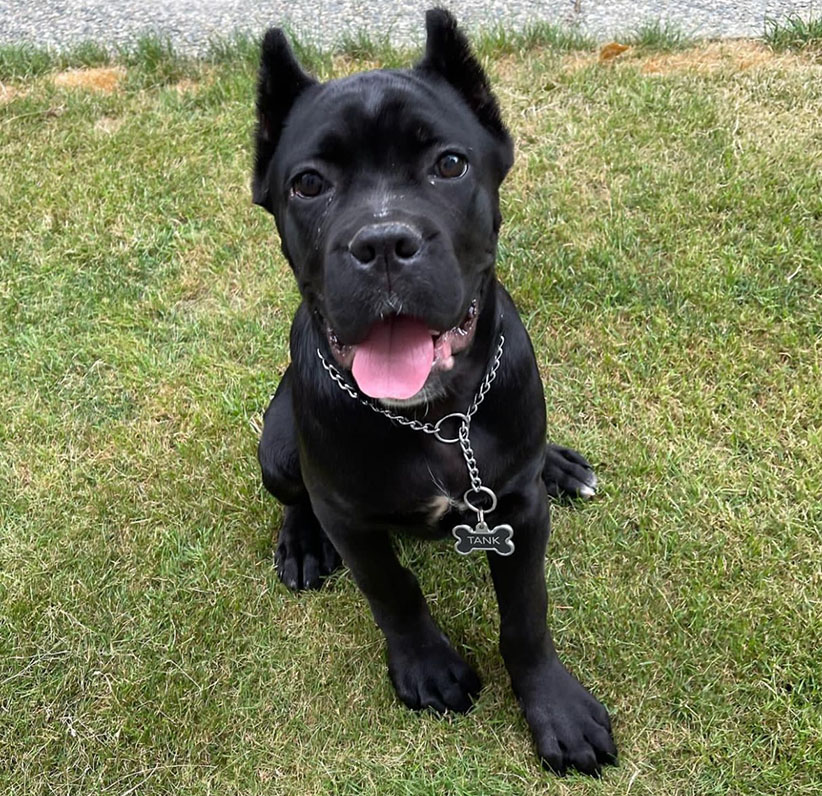 Cane Corso Puppy