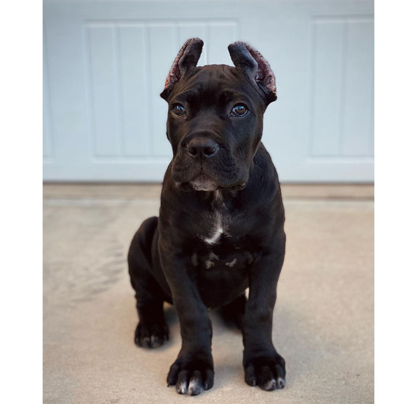 Cane Corso Puppy