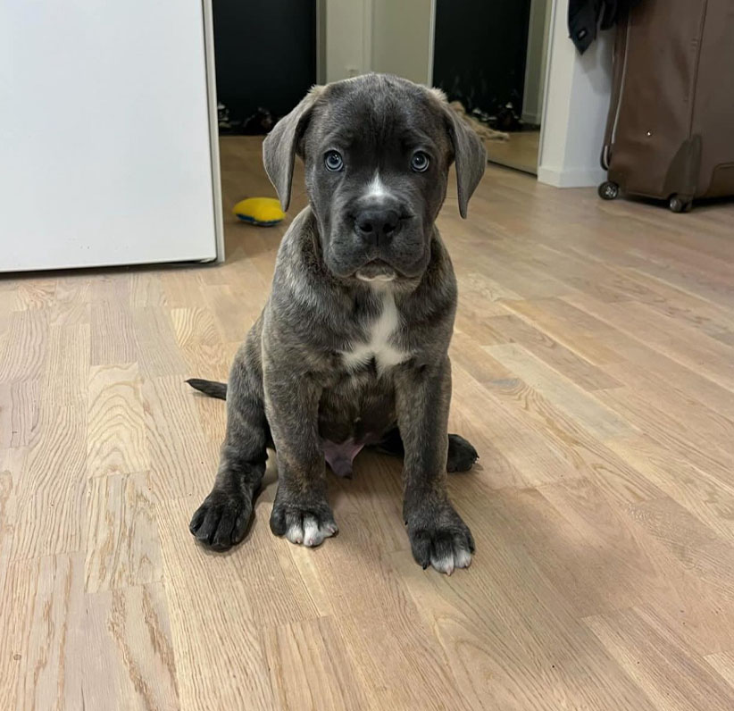 Cane Corso Puppy