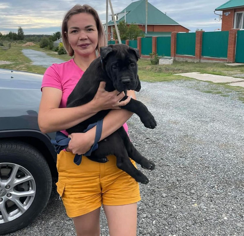 Cane Corso Puppy